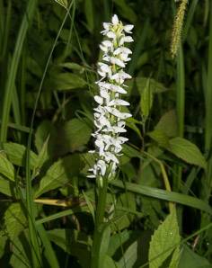 Spiranthes romanzoffiana (hooded ladies’-tresses, hooded lady’s tresses)