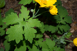 Stylophorum diphyllum (yellow wood poppy, celandine poppy)