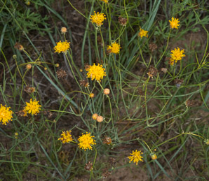Thelesperma megapotamicum (Navajo tea, rayless greenthread, Hopi tea greenthread)