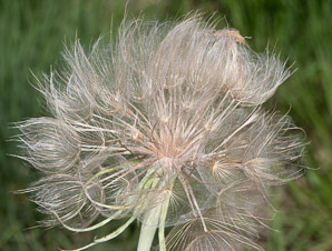 Tragopogon dubius (yellow goatsbeard, yellow salsify, western salsify, western goat’s-beard, wild oysterplant, yellow goat’s beard, goat’s beard, goatsbeard, common salsify, salsify)