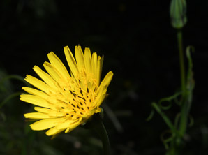 Tragopogon pratensis (meadow salsify, jack-go-to-bed-at-noon, showy goat’s-beard, meadow goat’s-beard, meadow goat’s beard)