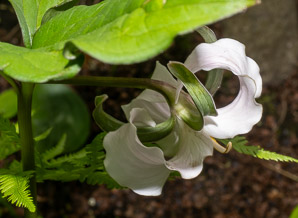 Trillium catesbaei (bashful wakerobin)