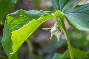 Trillium cernuum (nodding trillium, whip-poor-will flower)