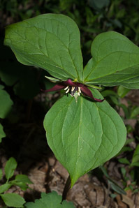 Trillium erectum (red trillium, purple trillium, stinking Benjamin)