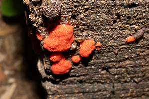 Tubifera ferruginosa (raspberry slime mold, red raspberry slime mold)