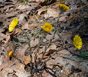Tussilago farfara (coltsfoot, ass’s foot, bull’s foot, butterbur, coughwort, farfara, foal’s foot, foalswort, horse foot, winter heliotrope)
