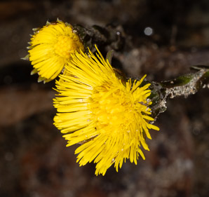 Tussilago farfara (coltsfoot, ass’s foot, bull’s foot, butterbur, coughwort, farfara, foal’s foot, foalswort, horse foot, winter heliotrope)