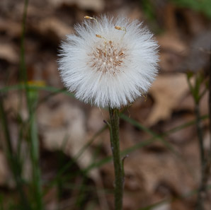 Tussilago farfara (coltsfoot, ass’s foot, bull’s foot, butterbur, coughwort, farfara, foal’s foot, foalswort, horse foot, winter heliotrope)
