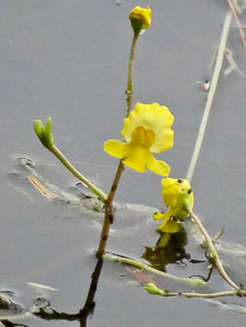Utricularia macrorhiza (common bladderwort, bladderwort)