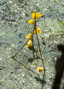 Utricularia macrorhiza (common bladderwort, bladderwort)