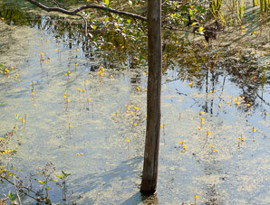Utricularia macrorhiza (common bladderwort, bladderwort)