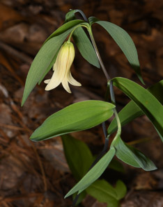 Uvularia sessilifolia (sessile bellwort, wild oats, sessile-leaved bellwort, sessileleaf bellwort)