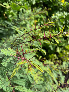 Vachellia rorudiana (Galápagos acacia)