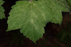 Viburnum acerifolium (maple-leaf viburnum, arrow-wood, maple-leaf arrowwood, maple-leaved viburnum, maple-leaf arrow-wood, mapleleaf viburnum)