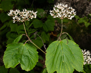 Viburnum acerifolium (maple-leaf viburnum, arrow-wood, maple-leaf arrowwood, maple-leaved viburnum, maple-leaf arrow-wood, mapleleaf viburnum)