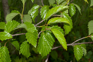 Viburnum dentatum (arrowwood, southern arrowwood)