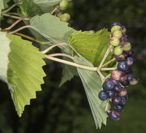 Viburnum dentatum (arrowwood, southern arrowwood)