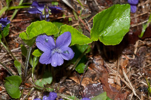 Viola sororia (common blue violet, woolly blue violet, common wood violet, broad-leaved wood violet)