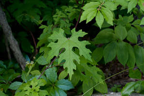 Vitis aestivalis (summer grape, grape)