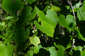 Vitis aestivalis (summer grape, grape)