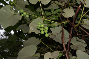 Vitis aestivalis (summer grape, grape)