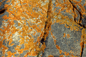 Xanthoria elegans (elegant sunburst lichen, sunburst lichen, elegant orange wall lichen)