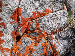 Xanthoria elegans (elegant sunburst lichen, sunburst lichen, elegant orange wall lichen)
