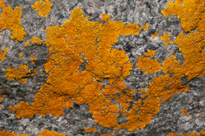 Xanthoria elegans (elegant sunburst lichen, sunburst lichen, elegant orange wall lichen)