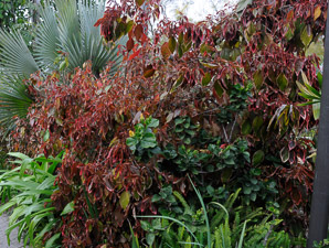 Acalypha wilkesiana (copperleaf, Jacob’s coat, copper leaf, Wilkes’ acalypha)