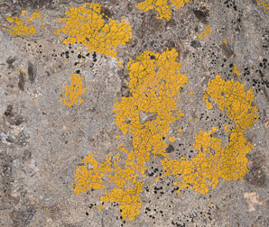 Acarospora socialis (bright cobblestone lichen, cracked lichen)