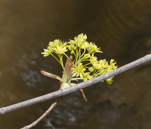 Acer platanoides (Norway maple)