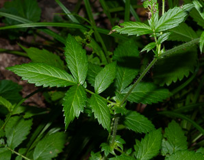 Agrimonia gryposepala (common agrimony, tall hairy agrimony, hooked agrimony, tall hairy grooveburr)