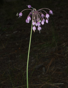 Allium cernuum (nodding onion)