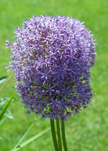 Allium giganteum (ornamental onion)