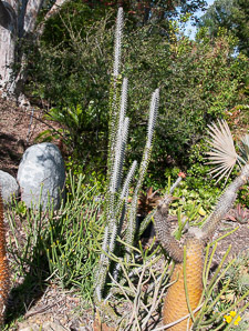 Alluaudia procera (Madagascar ocotillo)