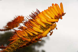 Aloe marlothii (flat-flowered aloe, bergaalwyn, mountain aloe)