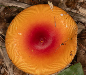 Amanita caesarea (American Caesar’s mushroom)
