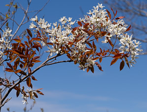 Amelanchier laevis (Allegheny serviceberry, smooth shadbush, smooth serviceberry)
