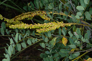 Amorpha fruticosa (false indigo, desert false indigo, bastard indigobush, false indigo bush)