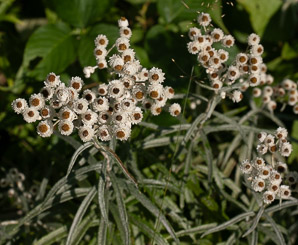 Anaphalis margaritacea (pearly everlasting, western pearly everlasting)