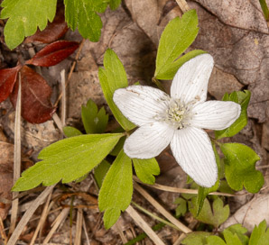 Anemone quinquefolia (wood anemone)