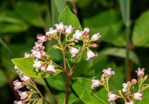 Apocynum cannabinum (dogbane, amy root, hemp dogbane, prairie dogbane, Indian hemp, rheumatism root, wild cotton, Indianhemp)
