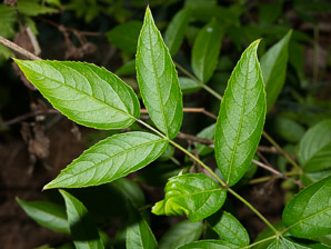 Aralia hispida (bristly sarsaparilla)