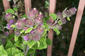 Arctium minus (burdock, common burdock, lesser burdock)