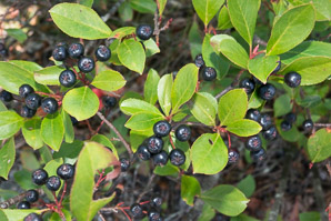 Aronia melanocarpa (black chokeberry)