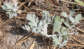 Artemisia stelleriana (hoary mugwort, Dusty Miller, beach wormwood, oldwoman)