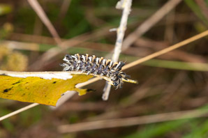 Asclepias syriaca (common milkweed, milkweed)