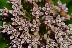 Asclepias syriaca (common milkweed, milkweed)