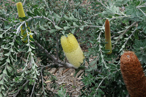 Banksia praemorsa (cut-leaf banksia)
