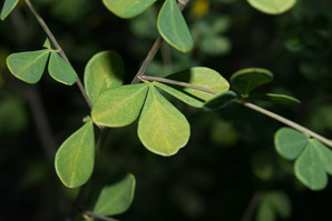 Baptisia tinctoria (wild indigo, yellow false indigo, horseflyweed, rattleweed)